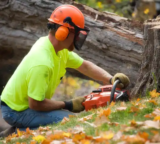 tree services Spring Valley